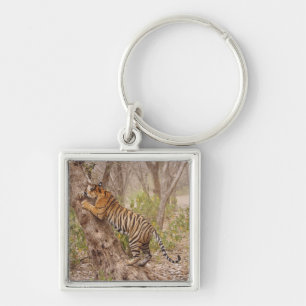 Royal Bengal Tiger climbing up the tree, Key Ring