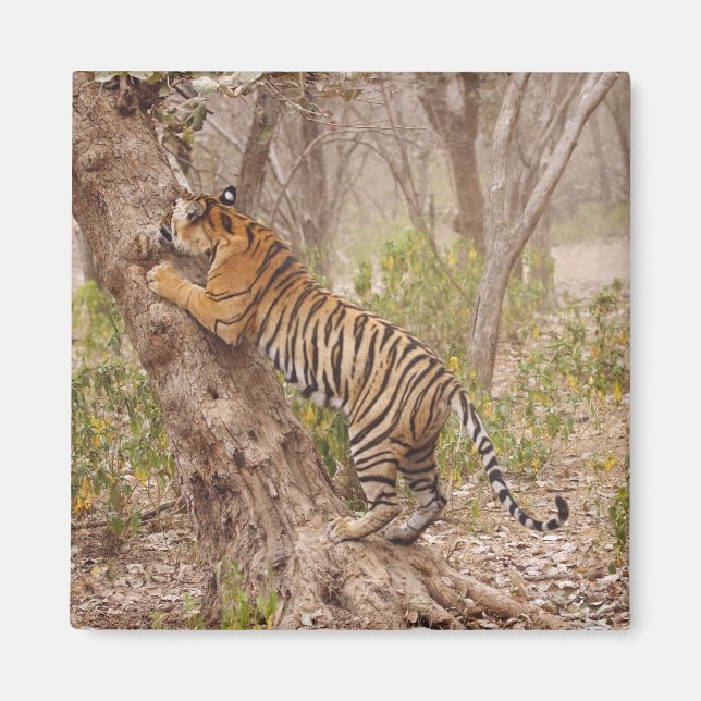Royal Bengal Tiger climbing up the tree, Magnet (Front)