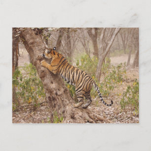 Royal Bengal Tiger climbing up the tree, Postcard