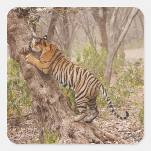 Royal Bengal Tiger climbing up the tree, Square Sticker
