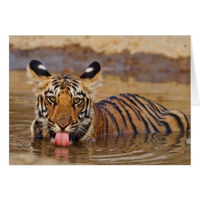 Royal Bengal Tiger cub, drinking water (Front Horizontal)