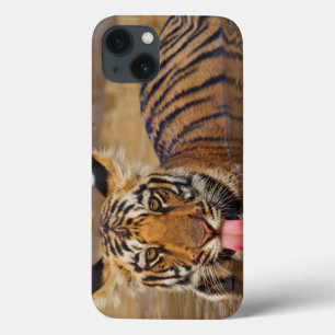 Royal Bengal Tiger cub, drinking water iPhone 13 Case