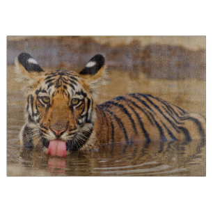 Royal Bengal Tiger cub, drinking water Cutting Board