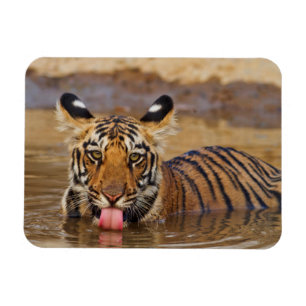 Royal Bengal Tiger cub, drinking water Magnet