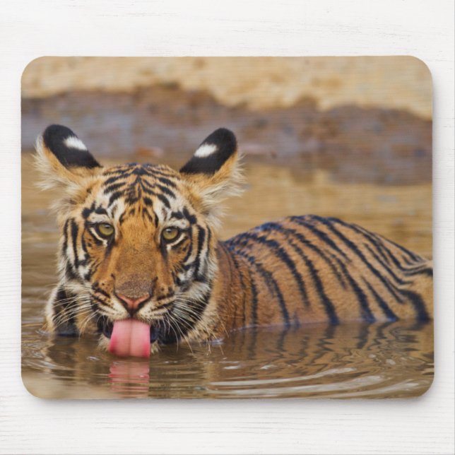 Royal Bengal Tiger cub, drinking water Mouse Pad (Front)