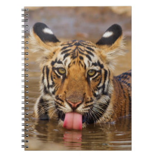 Royal Bengal Tiger cub, drinking water Notebook