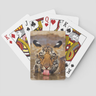 Royal Bengal Tiger cub, drinking water Playing Cards