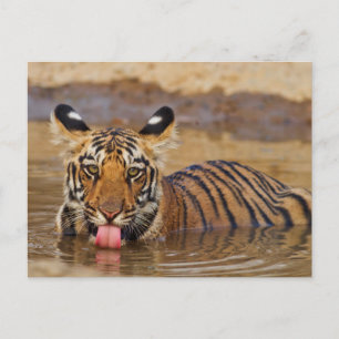 Royal Bengal Tiger cub, drinking water Postcard
