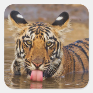 Royal Bengal Tiger cub, drinking water Square Sticker