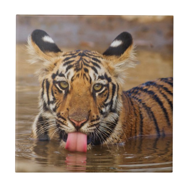 Royal Bengal Tiger cub, drinking water Tile (Front)