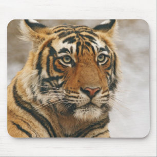 Royal Bengal Tiger on the rock, Ranthambhor Mouse Pad