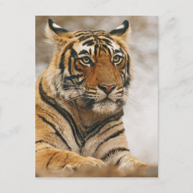 Royal Bengal Tiger on the rock, Ranthambhor Postcard (Front)