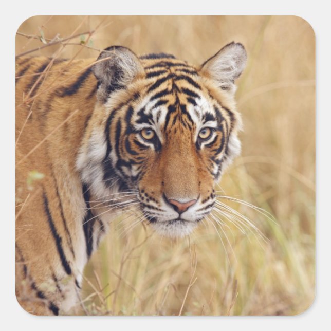 Royal Bengal Tiger Square Sticker (Front)