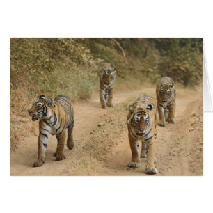 Royal Bengal Tigers