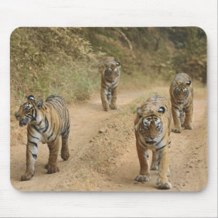 Royal Bengal Tigers Mouse Pad