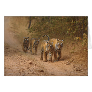 Royal Bengal Tigers on the move, Ranthambhor