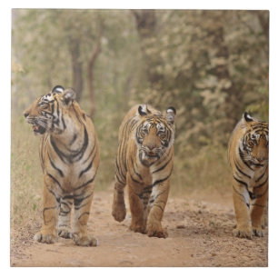 Royal Bengal Tigers on the track, Ranthambhor Ceramic Tile