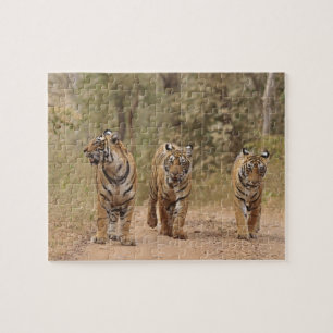 Royal Bengal Tigers on the track, Ranthambhor Jigsaw Puzzle