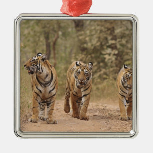 Royal Bengal Tigers on the track, Ranthambhor Metal Ornament