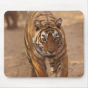 Royal Bengal Tigers on the track, Ranthambhor Mouse Pad