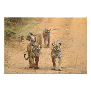 Royal Bengal Tigers on the track, Ranthambhor Photo Print