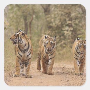 Royal Bengal Tigers on the track, Ranthambhor Square Sticker