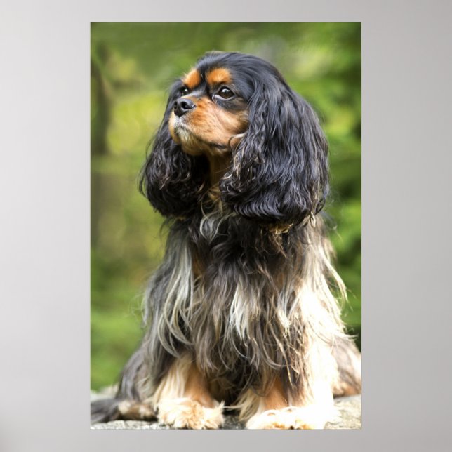 Royal Black And Tan Cavalier King Charles Spaniel Poster (Front)
