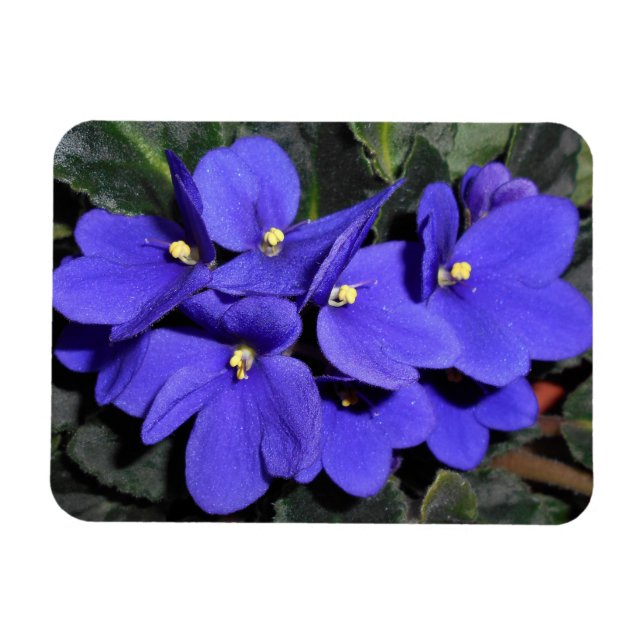 Royal Blue African Violet Magnet (Horizontal)