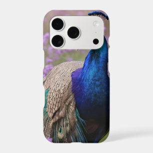 Royal Blue: Blue Peacock In Lavender Field,