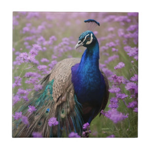 Royal Blue: Blue Peacock In Lavender Field, Ceramic Tile