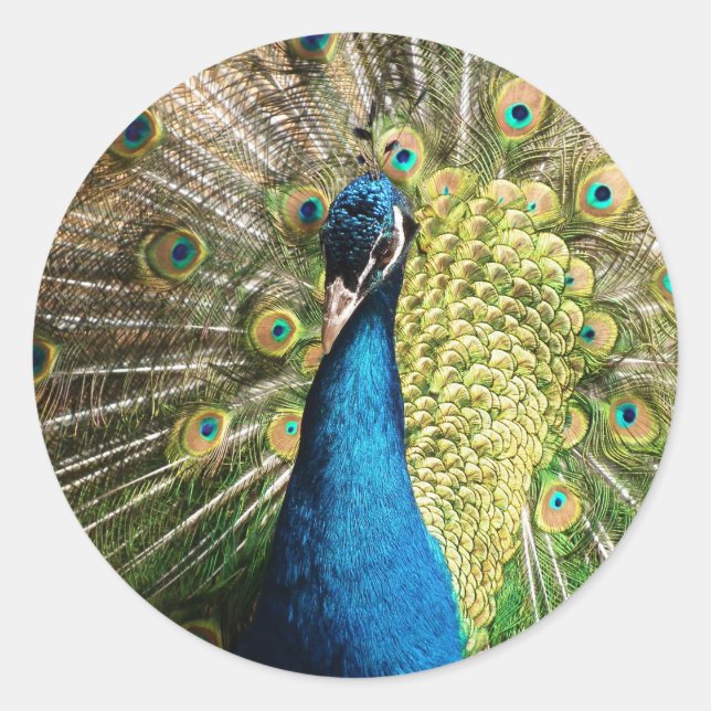 Royal Blue Peacock Classic Round Sticker (Front)