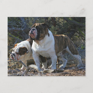 Royal Bulldogs Post card