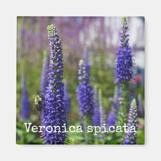 'Royal Candles' Speedwell Botanical Magnet