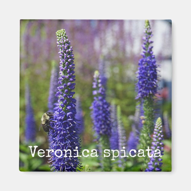 'Royal Candles' Speedwell Botanical Magnet (Front)