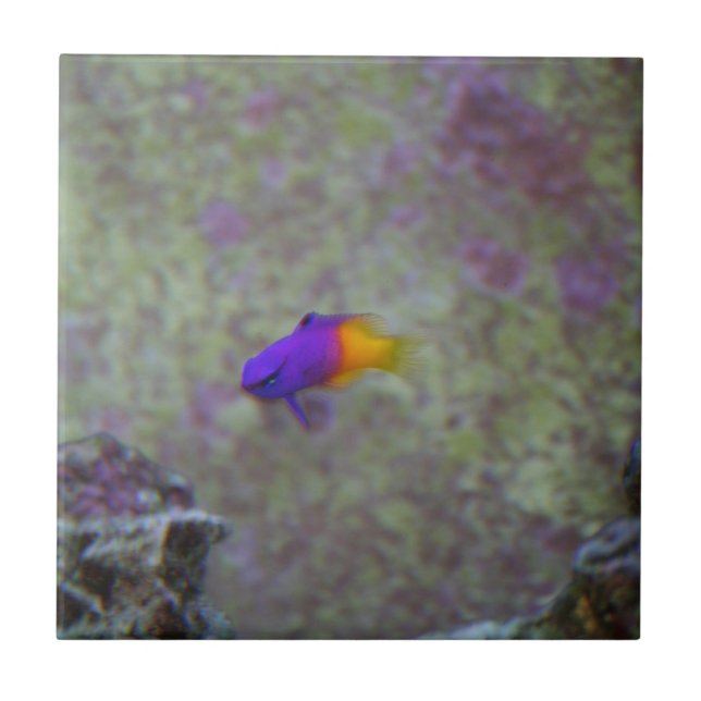 Royal Gramma Tile (Front)