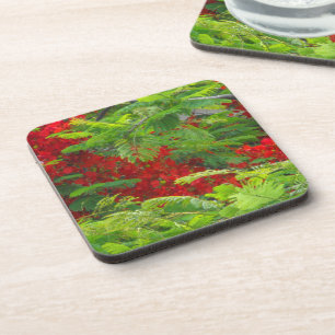 Royal Poinciana Coaster
