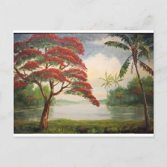 Royal Poinciana ( Flamboyant Tree) Postcard (Front)