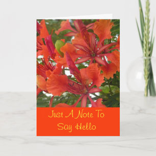 Royal Poinciana Flower Greeting Card