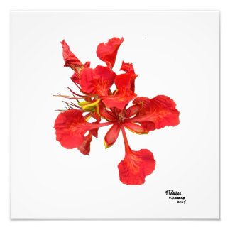 Royal Poinciana Flower Photo Print