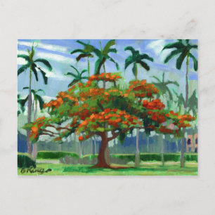 Royal Poinciana postcard