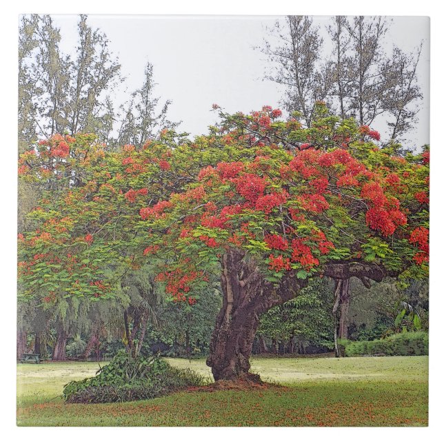 "ROYAL POINCIANA TREE"/CERAMIC TILE/TRIVET TILE (Front)
