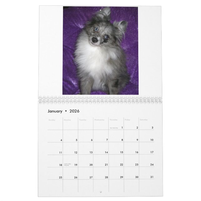 Royal Pomeranians Calendar (Jan 2026)