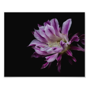 Royal Purple and White bloom Photo Print