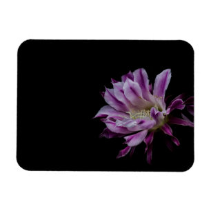 Royal Purple and White cactus bloom Magnet