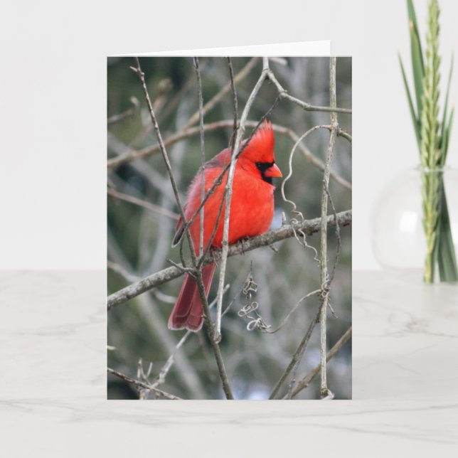 Royal Red Cardinal Greeting Card (Front)