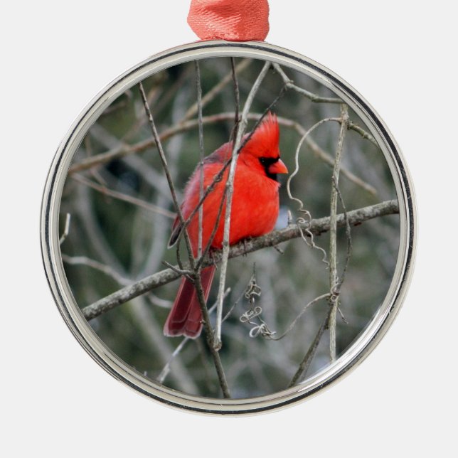 Royal Red Cardinal Premium Ornament (Front)