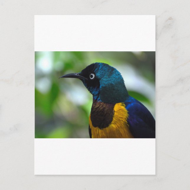 Royal Starling Postcard (Front)