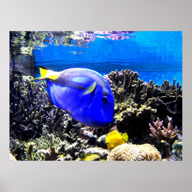 Royal tang and Yellow tang fish Poster (Front)