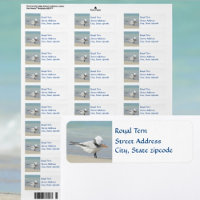 Royal Tern Seabird Return Address