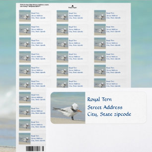 Royal Tern Seabird Return Address Label